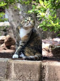 Portrait of cat sitting on retaining wall