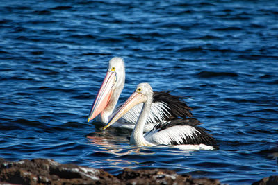 View of pelican swimming in lake