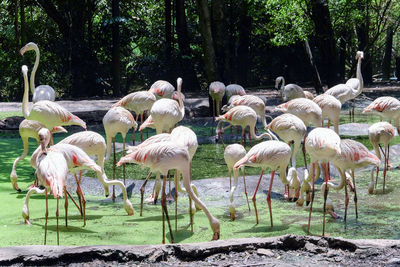 Flamingoes perching at lake