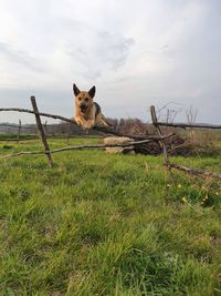 View of a dog on field