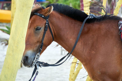 Close-up of a horse