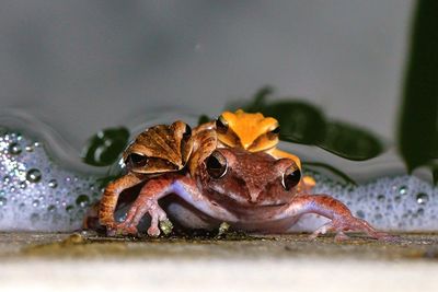 Close-up of frogs in pond