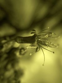 Close-up of plant against blurred background