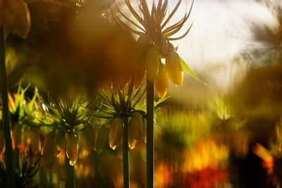 Close-up of yellow flowering plant against sky