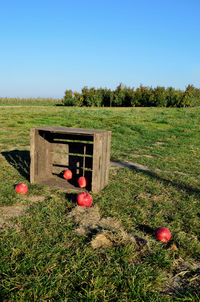 Red berries on field by trees against sky