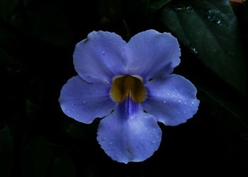 Close-up of purple flowers