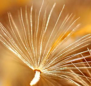 Close-up of dandelion