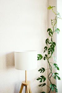 Liana rhaphidophora tetrasperma or monstera minima stands next to a stylish lamp 