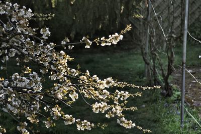 Close-up of white cherry blossom tree