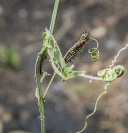 Close-up of insect on plant