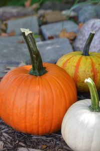 Close-up of pumpkins in market