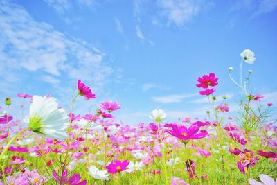 Low angle view of pink flowers blooming against sky