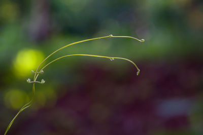 Close-up of fresh green plant