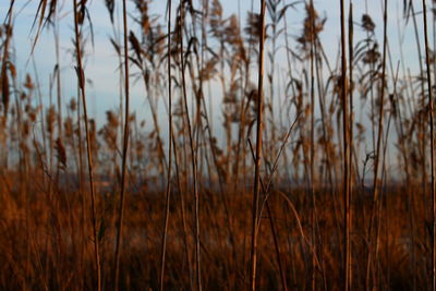 Close-up of stalks in field against sky