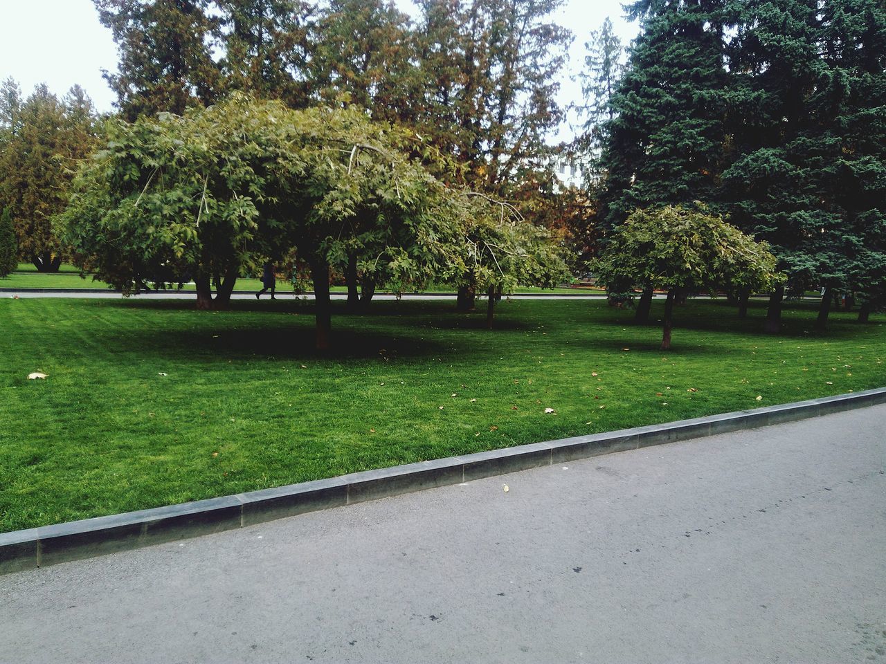 tree, grass, growth, green color, nature, tranquility, outdoors, park - man made space, day, beauty in nature, no people, scenics, sky, landscape, clear sky