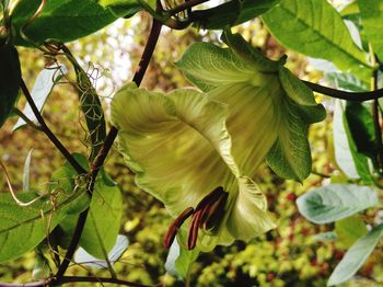 Close-up of flowering plant leaves