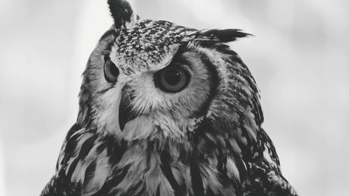 Low angle view of owl against sky