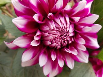 Close-up of pink flowers blooming outdoors