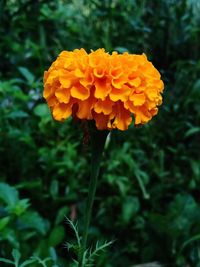 Close-up of orange marigold flower