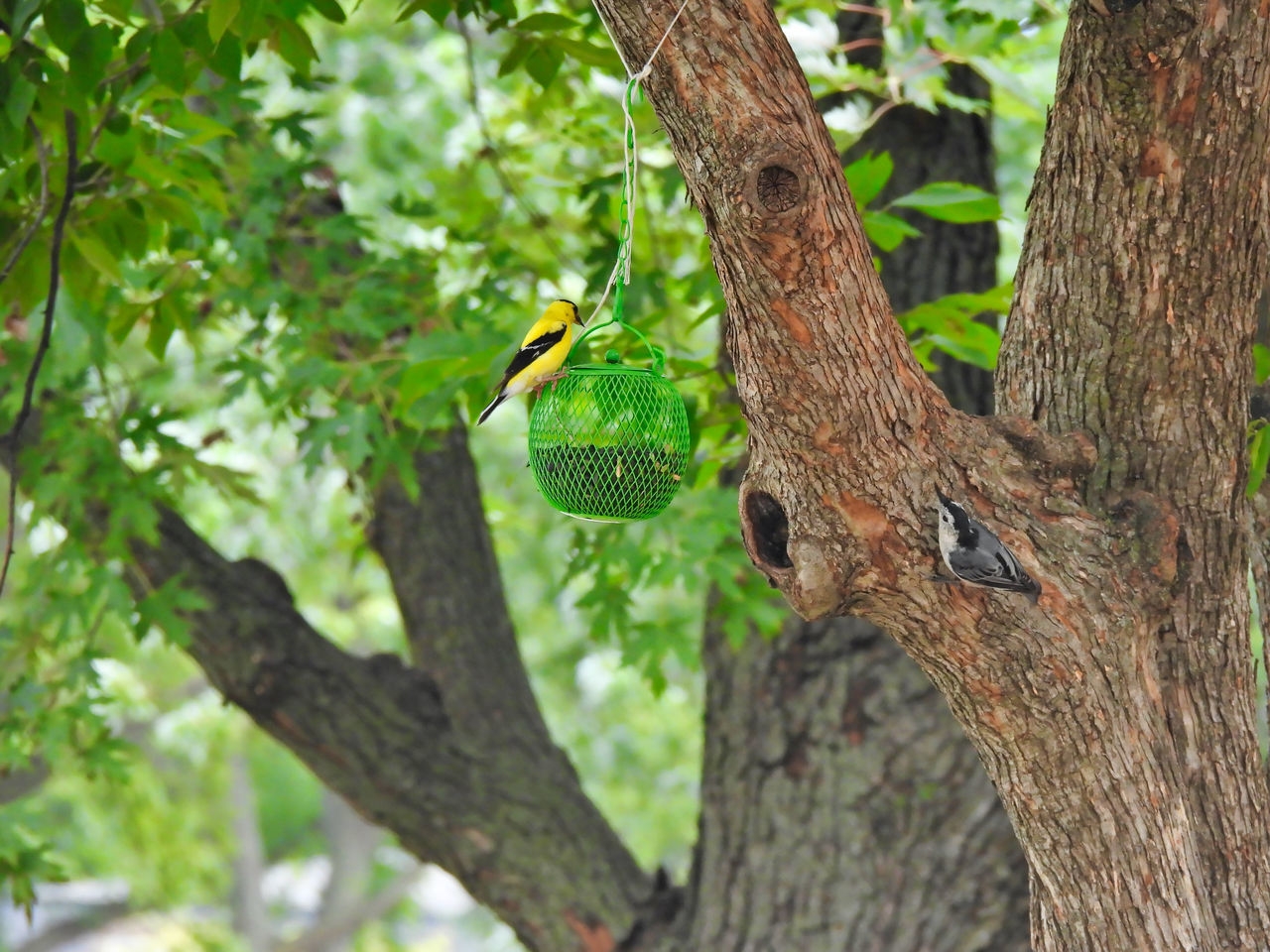VIEW OF BIRD PERCHING ON TREE