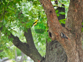 Bird perching on a tree