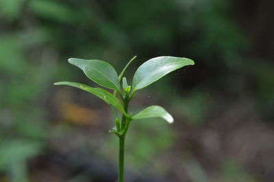 Close-up of small plant growing on field