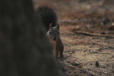 Close-up of squirrel on a field