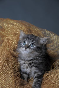 Portrait of cat sitting on floor