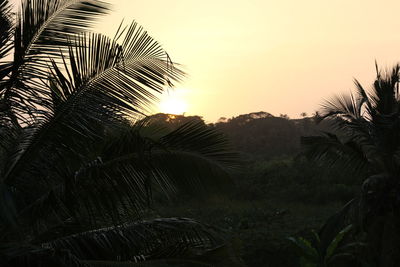 Palm trees against sky during sunset