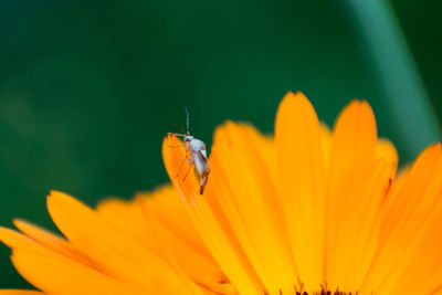 Close-up of butterfly pollinating on orange flower