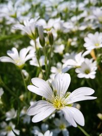 Close-up of white flowers blooming outdoors