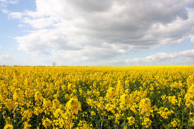 Scenic view of oilseed rape field against sky