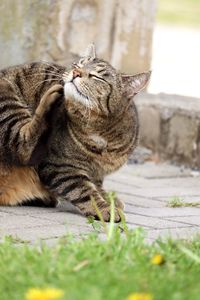 Close-up of cat sitting outdoors