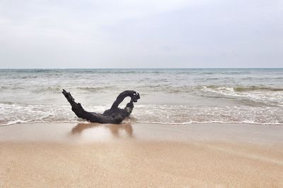 Birds on beach against sky