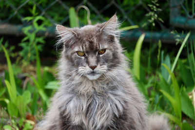 Close-up portrait of a cat