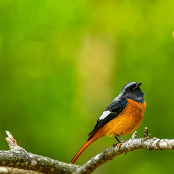 Close-up of bird perching on tree