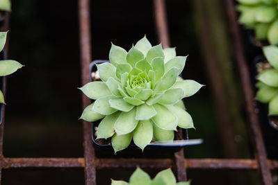 Close-up of succulent plant