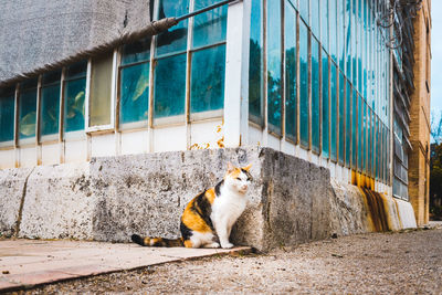Cat sitting on wall of building