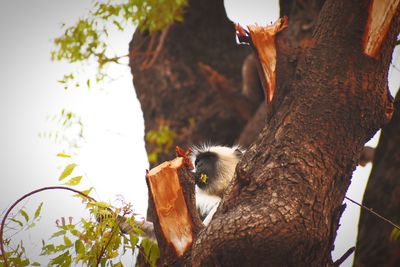 Close-up of squirrel on tree trunk