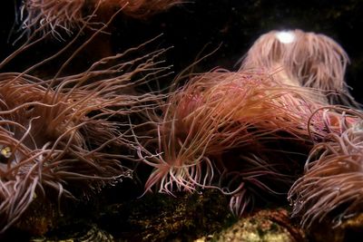 Close-up of jellyfish swimming in aquarium