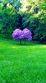 Scenic view of grassy field