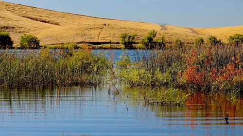 Scenic view of lake against clear sky