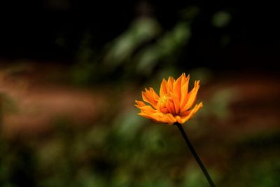 Single flower close-up shot.