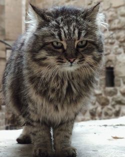 Close-up portrait of tabby cat