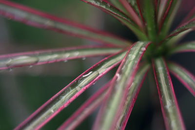 Close-up of wet plant