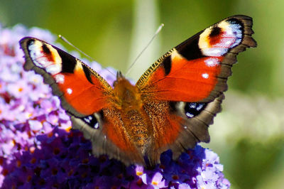 Close-up of butterfly perching on flower