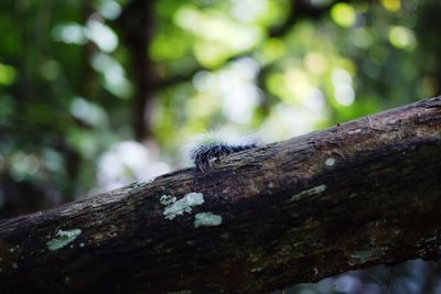 Close-up of insect on wood