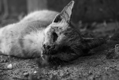 Close-up of cat sleeping