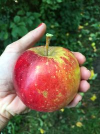 Close-up of hand holding apple