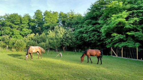 Horses grazing on field against trees